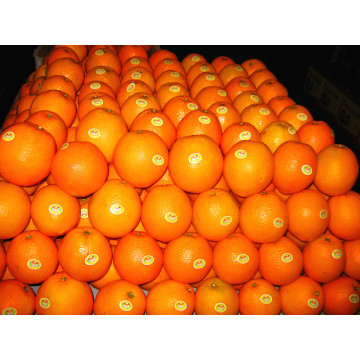 Fornecedor China Fresh Mandarin Orange